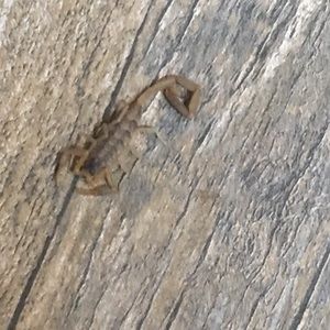 Meet your Posher, Dillon